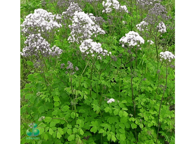 Thalictrum aquilegiifolium